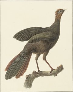 Penelope purpurascens (Penelope purpurascens)