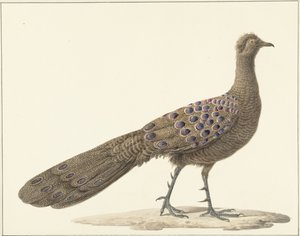 Pavão-espelho