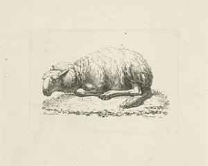 ovelha deitada de Pieter Roosing