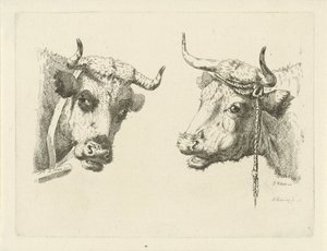 Duas cabeças de vaca de Pieter Roosing