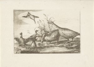 Endenen en ganzen Pássaros diferentes (título da série) As figuras mais perfeitas de diferentes pássaros (...) (título da série) de Pieter Schenk (I) (attributed to)