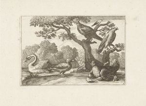 Kip conheceu kuikens e outros vogels Pássaros diferentes (título da série) As figuras mais perfeitas de diferentes pássaros (...) (título da série) de Pieter Schenk (I) (attributed to)