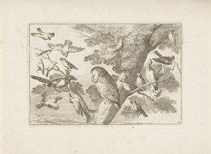 Coruja e outras aves na árvore
Várias aves (título da série)
Diversarum avium perfectissimae figurae (...) (título da série) de Pieter Schenk (I) (attributed to)
