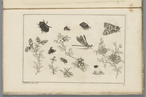 Ramos de flores com insectos
Flores e insectos chineses (título da série) de Pieter Schenk (II)