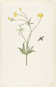 Ranúnculo amarelo duplo e inseto de Pieter Withoos (possibly)