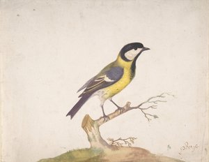 Um grande titmouse Parus major empoleirado em um galho, 1670-93.