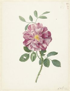 Rosa gaulesa (Rosa gallica L. 