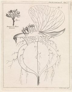 Corte transversal de uma flor de Pieter Yver