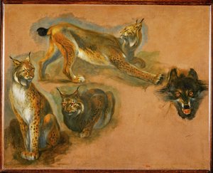 Um lince, cabeça de lobo (pintura sobre tela) de Pieter or Peter Boel