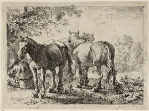 Três cavalos num campo