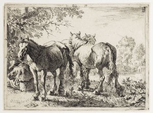 Três cavalos num campo