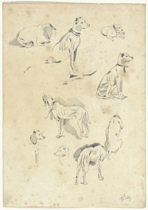 Estudos de cães