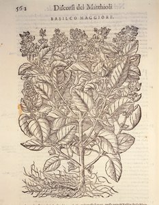 Manjericão (ocymum basilicum), gravura de Pier Andrea Mattioli de Pietro Andrea Mattioli