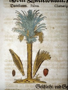 Tábua botânica: Palmeira com tâmaras - Em "herbarium mattioli".