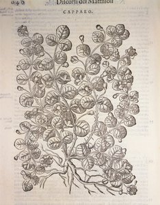 Arbusto de Capper (Capparis spinosa), gravura de Pier Andrea Mattioli