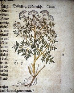 Cicuta - Em "Herbarium Mattioli".