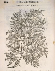 Medlar comum (Mespilus germanica), gravura de Pier Andrea Mattioli de Pietro Andrea Mattioli