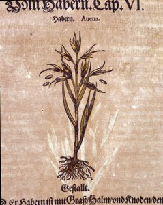 Herbário: aveia. Gravura - em "Kreutterbuch Dess Hochgelehrten unnd weitberuhmten Herr D. Petri Andreae Matthioli" de Pietro Andrea Mattioli (Matthiole de Pietro Andrea Mattioli