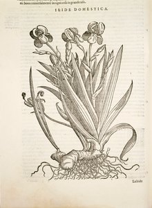 Iris (Iride domestica), gravura de Pier Andrea Mattioli