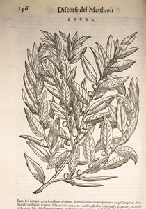 Laurel (Laurus), gravura de Pier Andrea Mattioli