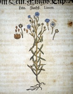 Lin ou Linum - Em "Herbarium Mattioli". de Pietro Andrea Mattioli