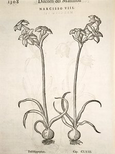 Narciso, gravura de Pier Andrea Mattioli