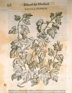 Álamo (Populus), gravura de Pier Andrea Mattioli