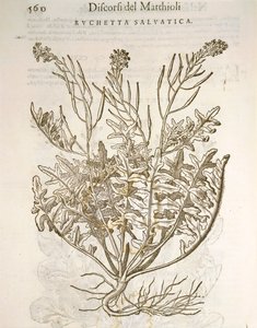 Foguetão ou rúcula (Eruca sativa), gravura de Pier Andrea Mattioli