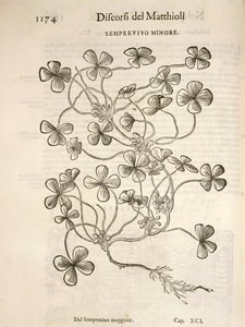 Sempervivum (Semprevivo minore), gravura de Pier Andrea Mattioli de Pietro Andrea Mattioli