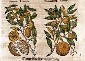 Os citrinos. Laranjeira e limoeiro. Gravura - em "Kreutterbuch Dess Hochgelehrten unnd weitberuhmten Herrn D. Petri Andreae Matthioli" de Pietro Andrea Mattioli (Matthiole) (1500-1577). Frankfurt