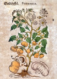 Tomate. Gravura - em "Kreutterbuch Dess Hochgelehrten unnd weitberuhmten Herrn D. Petri Andreae Matthioli" de Pietro Andrea Mattioli (Matthiole) (1500-1577). Frankfurt