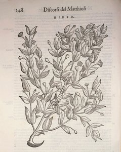 True Myrtle (Myrtus communis), gravura de Pier Andrea Mattioli