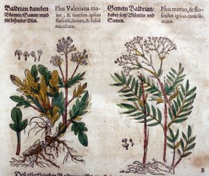 Valeriana: duas espécies com descrição da planta