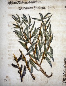 Ramo de salgueiro - Em "Herbarium mattioli de Pietro Andrea Mattioli
