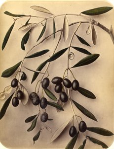 Azeitonas, 1870 (impressão de albume) de Pietro Guidi