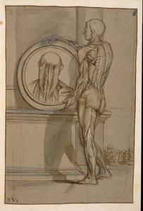 Ms Hunter 653 Placa XVI, desenho anatômico, c.1610 (lápis e giz sobre papel) de Pietro da Cortona