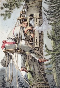 Camponês da província polaca de Podlaskie que recolhe mel, início do século XIX (cor litho) de Polish School