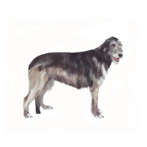Irish Wolfhound, 2011 (aguarela e guache sobre papel) de Polly Horner