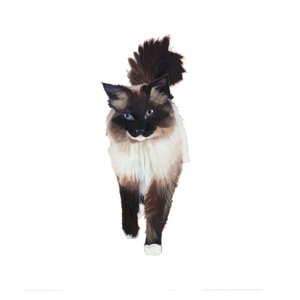Ragdoll, 2014 (aguarela e guache sobre papel) de Polly Horner