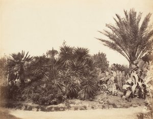Jardim Pinciano, Roma, 1853-56. de Possibly by Jane Martha St. John.
