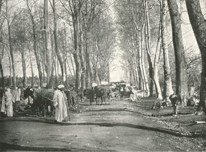 Feira e mercado árabes, Boufarik, Argélia, 1895.