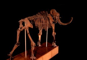 Pré-histórico, dinossauro: esqueleto mamute, Paris, museu de história natural de Prehistoric Prehistoric