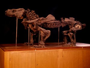 Pré-histórico; dinossauros: esqueleto do ichtyosaur. Paris, museu de história natural de Prehistoric Prehistoric