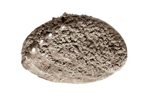 Arte pré-histórica: fóssil de concha. Da gruta de La Riera, Barcelona (foto) de Prehistoric Prehistoric