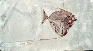 Pré-história: Fóssil de peixe Mene Rhombea do local do Monte Bolca (Itália). Período Eocénico. Museo civico di storia naturale, Milão de Prehistoric Prehistoric
