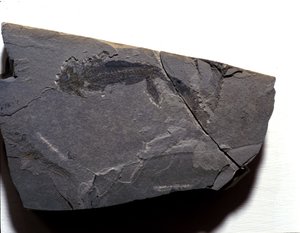 Pré-história: Período Permiano, era Paleozóica. Fóssil do Branquiossauro (Brahiopode). Encontrado em Rotliegen, na Alemanha. de Prehistoric Prehistoric