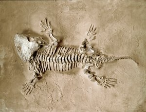 Pré-história: fóssil do réptil anfíbio Seymouria Bayolorensis do Texas, nos Estados Unidos. Período pérmico. Museo civico di storia naturale, Milão de Prehistoric Prehistoric