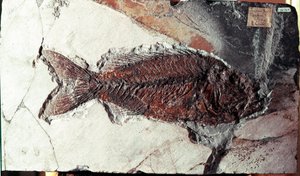 Pré-história: fóssil do peixe Sparnodus Elongatus do local do Monte Bolca (Itália). Período eocénico. Museo civico di storia naturale, Milão de Prehistoric Prehistoric