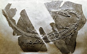 Pré-história: fóssil do réptil aquático Askeptosaurus italicus de Besano (Itália). Período do Triássico Médio. Museo civico di storia naturale, Milão de Prehistoric Prehistoric