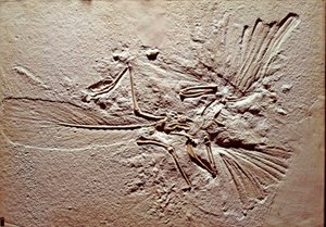 Pré-história: fóssil da ave Archaeopteryx (archeopteryx) Lithographica do sítio de Solnhofen (Alemanha). Jurássico Superior. Museo civico di storia naturale, Milão de Prehistoric Prehistoric